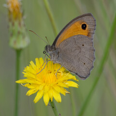 Meadow brown (Maniola jurtina) on a flower