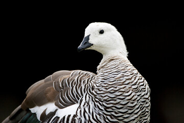 Magelhaengans, Upland Goose, Chloephaga picta