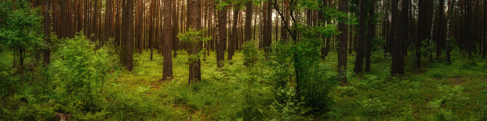 a wide panoramic view of a green, shady pine forest with lush vegetation and warm sunshine. summer june landscape