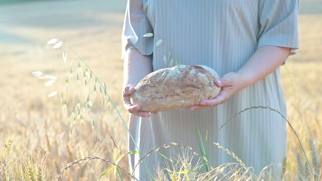 Farmer with bread in a wheat field. Sunbeams in the frame at sunset and a man in the field. The season is running. High quality 4k footage