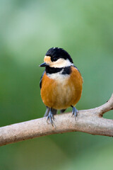 Varied Tit, Bonte Mees, Parus varius