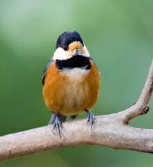 Varied Tit, Bonte Mees, Parus varius