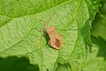 one brown stinky beetle sits on a green leaf of a plant outdoors in a summer garden