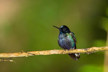 Witstaarthoornkolibrie, Velvet-purple Coronet, Boissonneaua jardini