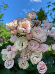 bouquet of roses