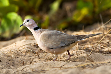 Wijntortel, Vinaceous Dove, Streptopelia vinacea