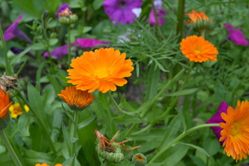 flowers in the garden