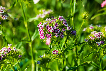 Fabulously beautiful elegant flowers bloom in spring