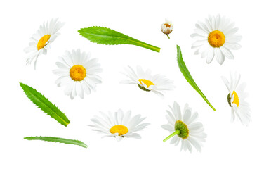 Chamomile flowers and green leaves isolated on white background. Collection of beautiful chamomile flowers, summer sunny flower. Medicinal plant. Floral background, blooming. Element for your design