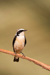 Vitatta Bonte Tapuit; Vittata Pied Wheatear; Oenanthe pleschanka vittata