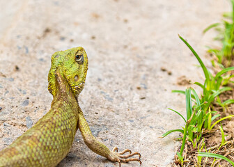 Chameleon looking back without turning head