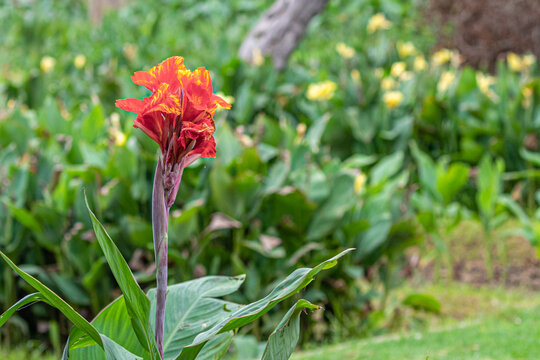 Canna Indica flower in the garden