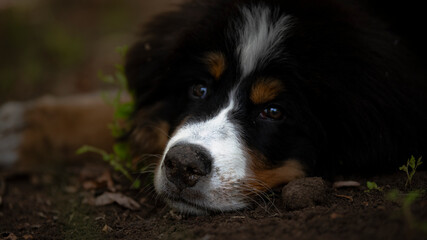 Bernese mountain dog