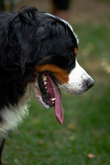Bernese mountain dog