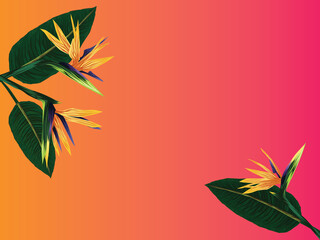 Fototapeta na wymiar A tropical banner. Flowers and leaves of the royal strelitzia on a background with a degrade effect from orange to pink. A tropical plant. Vector illustration for design and web.