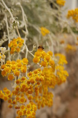 Gelbe Bl&uuml;te & Biene I