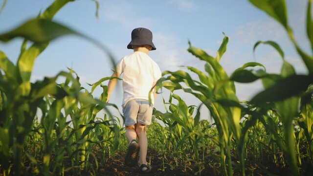 Happy kid. Cute little boy in shorts have fun in corn field at sunset. Small child playing running away in the corn field among high plants. Happy childhood concept.