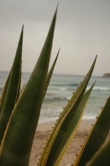 Aloe II