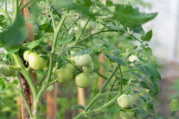 Green tomatoes on a branch in a greenhouse, in a vegetable garden. Gardening, agriculture. Growing vegetables. Selective focus. Horizontal photo.