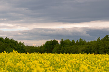 Obraz premium Krajobraz. Żółte pole rzepaku na tle zielonego lasu oraz burzowych chmur i chmur. Wieś. Ładny naturalny krajobraz. Zdjęcie poziome. 