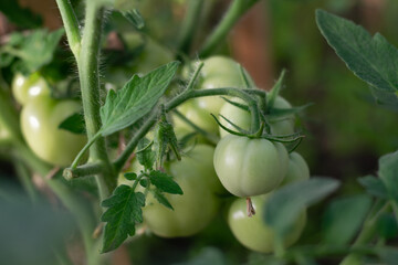 Close-up of green tomatoes on a branch in a greenhouse, in a vegetable garden. Gardening, agriculture. Growing vegetables. Selective focus. Horizontal photo. 
