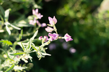 Mattiola two-horned with green leaves blooming in the garden, in the meadow. Selective focus. Beautiful natural floral background. Horizontal photo. Wallpaper. 
