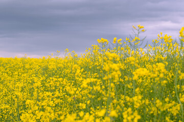 Agricultural fields planted with rapeseed. Blooming rapeseed, agriculture. Selective focus. Close-up. Horizontal photo. 