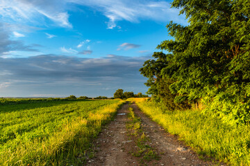 Fototapeta na wymiar A dirt road in the hungarian countryside after a refreshing summer rain
