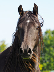 Black Horse Headshot