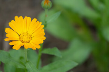 Orange flower, Pot Marigold, Calendula officinalis close up. Raindrops in petals. Pot Marigold background. They are often used to add color to salads or added to dishes as a garnish. Macro droplets.