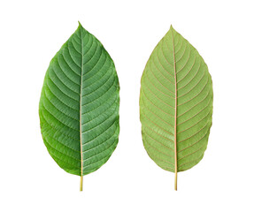 Front and back view of Kratom (Mitragyna speciosa) leaf isolated on white background with clipping path.