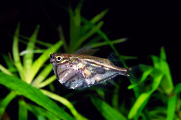 マーブルハチェットフィッシュ