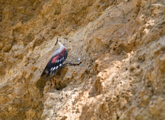 Rotskruiper, Wallcreeper, Tichodroma muraria