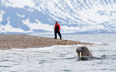 Walrus, Odobenus rosmarus