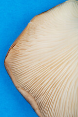 close up view of fresh mushroom isolated on blue background