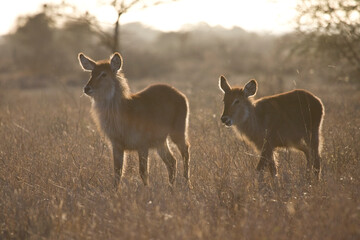 Waterbok, Waterbuck, Kobus ellipsiprymnus