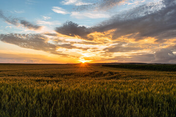 Obraz premium Crops in the hungarian countryside after a refreshing summer rain