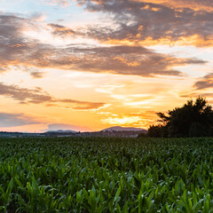Crops in the hungarian countryside after a refreshing summer rain