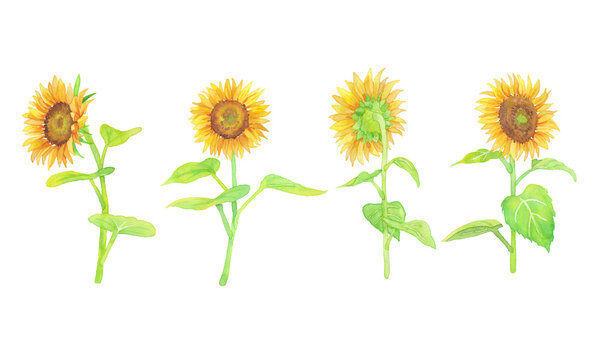 手描き水彩画 並んでいるひまわりのイラスト Stock 写真 Adobe Stock