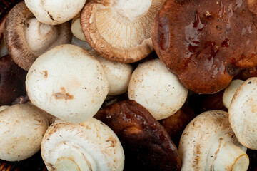 pattern of various types of fresh mushrooms top view