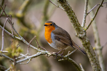 robin on a branch in the woods
