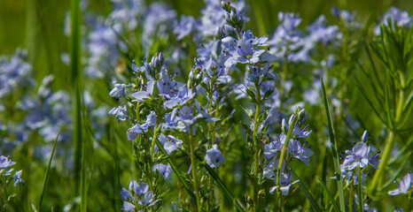 blue wildflowers close up in the grass. sunny day