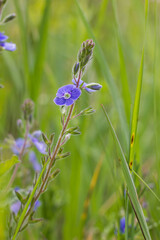 blue wildflowers close up in the grass. sunny day