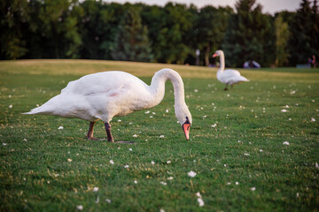 Swans on the green grass at sunset