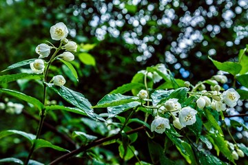 Blooming jasmine garden lat.Philadelphus (chubushnik) after a summer rain in June.