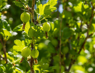 gooseberry fruits in the garden on a sunny day