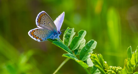 blue butterfly sitting on the green grass in the field. summer sunny day