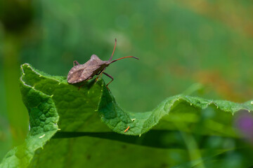 brown beetle on a green leaf in summer