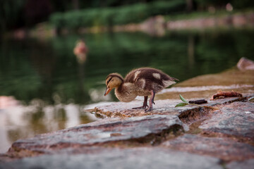 Mallard duckling on the riverbank