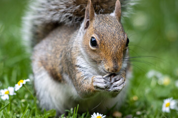 squirrel in the park
